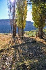Naklejka premium Country scene of sunlight streaming through trees changing with the fall (autumn) with long shadows in the foreground