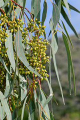 Capsule of the Eucalyptus - Greece // Kapselfrüchte eines Eucalyptus - Griechenland © bennytrapp