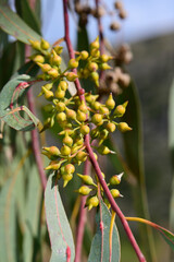 Capsule of the Eucalyptus - Greece // Kapselfrüchte eines Eucalyptus - Griechenland © bennytrapp
