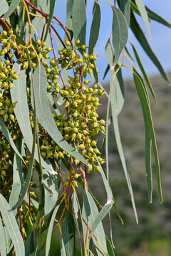 Capsule of the Eucalyptus - Greece // Kapselfrüchte eines Eucalyptus - Griechenland