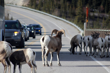 Bighorn sheep standing in road looking at traffic