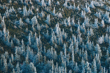 Frosted conifers on a slope of valley in cold autumn morning. Moisture created ice on trees in cold conditions in mountains. Scenery with natural environment.