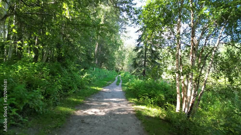 Poster Scenic view of a trail in a forest with lush green nature