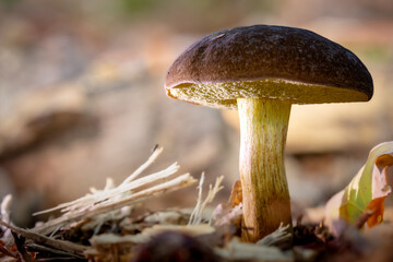 Autumn comes...
Mushroom in the Forest