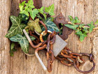 Una puerta vieja con un candado oxidado , invadida de hiedra