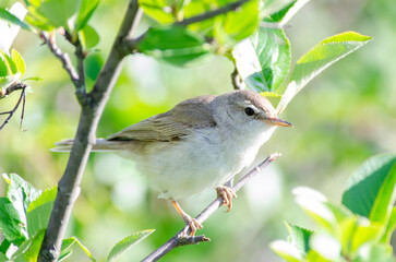 Close-up of a Common chiffchaff  on a branch on a beautiful summer evening with soft backlight on a green vibrant background.
Common chiffchaff of the family Phylloscopidae. 