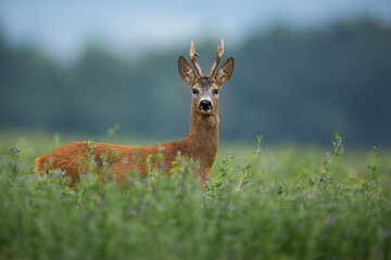 Naklejka na ściany i meble Curious roe deer, capreolus capreolus, buck standing on clover field and looking to the camera on a summer morning. Animal wildlife from side view with blurred background.