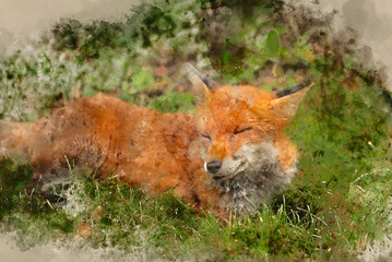 Digital watercolour painting of Stunning close up portrait of red fox Vulpes Vulpes with colorful background