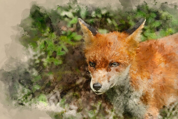 Digital watercolour painting of Stunning vibrant portrait of Red Fox Vulpes Vulpes with lush green background