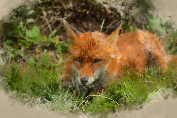 Digital watercolour painting of Stunning vibrant portrait of Red Fox Vulpes Vulpes with lush green background