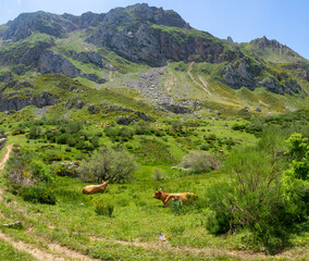 Paisaje de naturaleza verde en un entorno sostenible con el medio ambiente, con vacas sobre la hierba verde, cielo azul y montañas al fondo, con mucho espacio en el verano de 2021 en Asturias, España.
