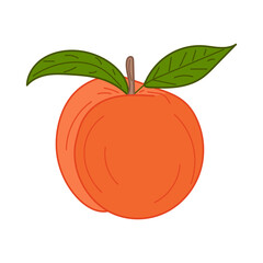 Peach illustration. Peach isolated in white background. Hand drawn vegetarian fruit illustration for menu, label, icon, cover, social post etc