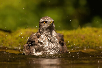 Eurasian sparrowhawk, accipiter nisus, washing feathers in water during hot summer day. Wild bird of prey diving into a lagoon with droplets splashing around.