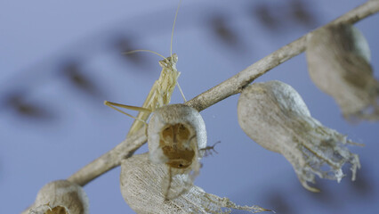 Small praying mantis sits on Henbane dry flowers and looks at on camera on blue sky background. Crimean praying mantis (Ameles heldreichi) male on Black Henbane (Hyoscyamus niger) Macro shot
