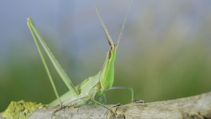 Close-up portrait of Giant green slant-face grasshopper Acrida sits on a tree branch on blue sky background. Macro shot