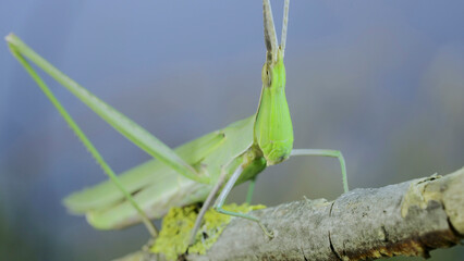 Close-up portrait of Giant green slant-face grasshopper Acrida sits on a tree branch on blue sky background. Macro shot