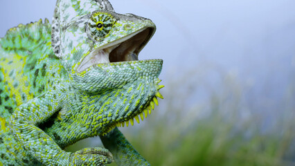 Aggressive behavior of an adult chameleon sits on a tree branch and looks around, on green grass and blue sky background. Cone-head chameleon or Yemen chameleon (Chamaeleo calyptratus)