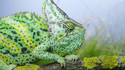 Portrait of an adult colorful Veiled chameleon sits on a tree branch and looks around, on green grass and blue sky background. Cone-head chameleon or Yemen chameleon (Chamaeleo calyptratus)