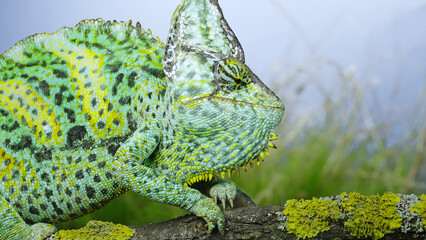 Portrait of an adult colorful Veiled chameleon sits on a tree branch and looks around, on green...