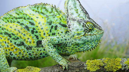 Portrait of an adult colorful Veiled chameleon sits on a tree branch and looks around, on green...
