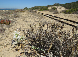 Dilapidated railway of the Transpraia line in Fonte da Telha. Portugal. 