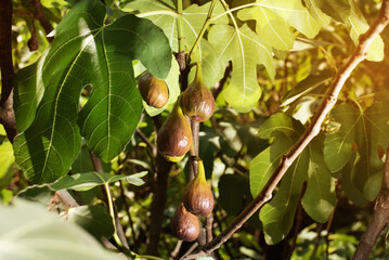 Ripe purple fig fruits hang on the branch of a fig bush, close up. Appetizing and very useful fig fruits