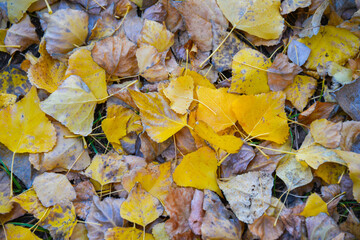 Bed of fallen fall (autumn) colored leaves on the ground evenly spread as an aerial view