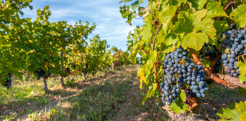 Fototapeta na wymiar Grappe de raisin noir dans les vignes sous le soleil d'automne en France.