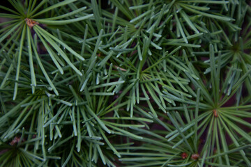 Branches of coniferous trees in close-up. Natural background.