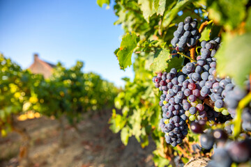 Vigne en Anjou et raisin noir avant les vendanges à l'automne.