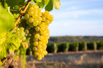 Naklejka premium Grappe de raisin blanc sous le soleil d'automne avant les vendanges en France.