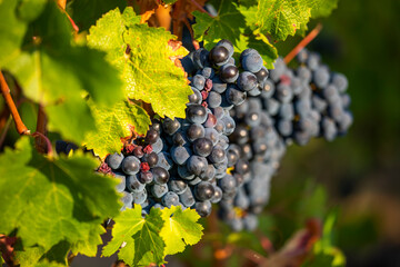 Grappe de raisin noir dans un vignoble en France.