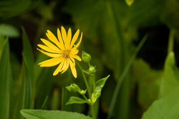 Rożnik przerośnięty. 