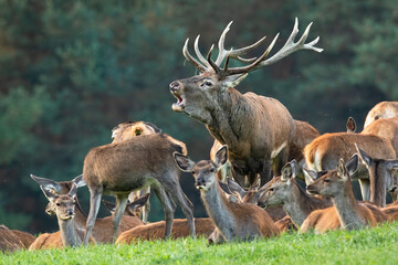 Red deer, cervus elaphus, roaring on grassland with resting females in autumn. Group of animals...