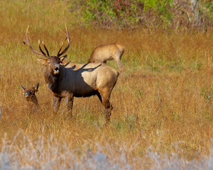Elk in Autumn