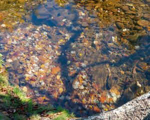 Autumn Leaves on the Water