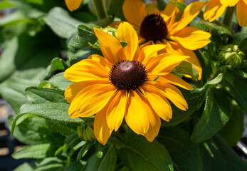 rudbeckia close up, detail