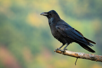Fototapeta premium Common raven, corvus corax, sitting on branch in autumn nature from side. Dark bird resting on wood in fall. Black feathered animal looking on bough.