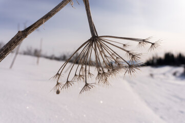dried dandelion flower in a snowy field