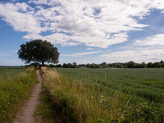 Fototapeta premium landscape with a tree