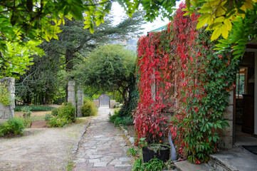 Red creeper on a stone farmhouse with the colors changing for fall (autumn) mixed with green foliage