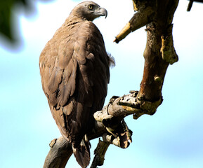 Grey-headed Fish Eagle