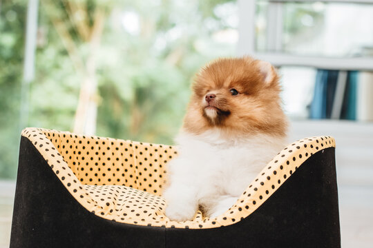 Pomeranian Puppie On The Basquet