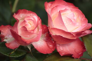 pink rose with water drops