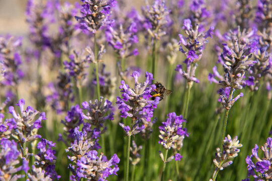 striped bumblebees and bees collect nectar and pollinate purple lavender flowers © Ekaterina