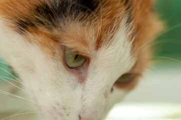 Close-up portrait of a domestic cat sitting in the garden