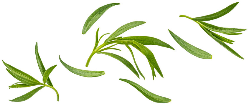 Falling tarragon leaves isolated on white background