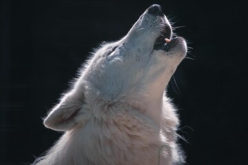 Closeup side view of a howling arctic wolf