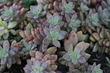 Plant of the succulent family, photographed in the municipality of Oliveira do Bairro, Aveiro, Portugal.
