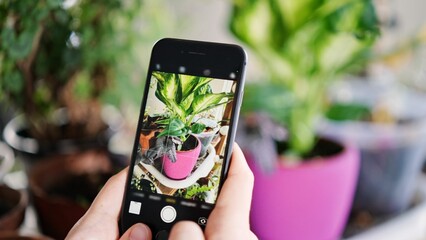 Person taking a photograph of potted plant with a smartphone